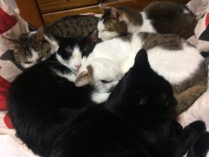5匹全員集合の猫団子